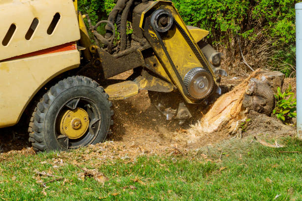 Reliable Wauconda, IL Tree Services Solutions