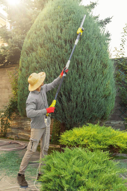 Best Lawn Renovation and Restoration  in Wauconda, IL