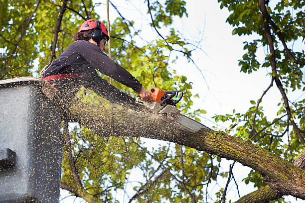 Best Tree Preservation Services  in Wauconda, IL
